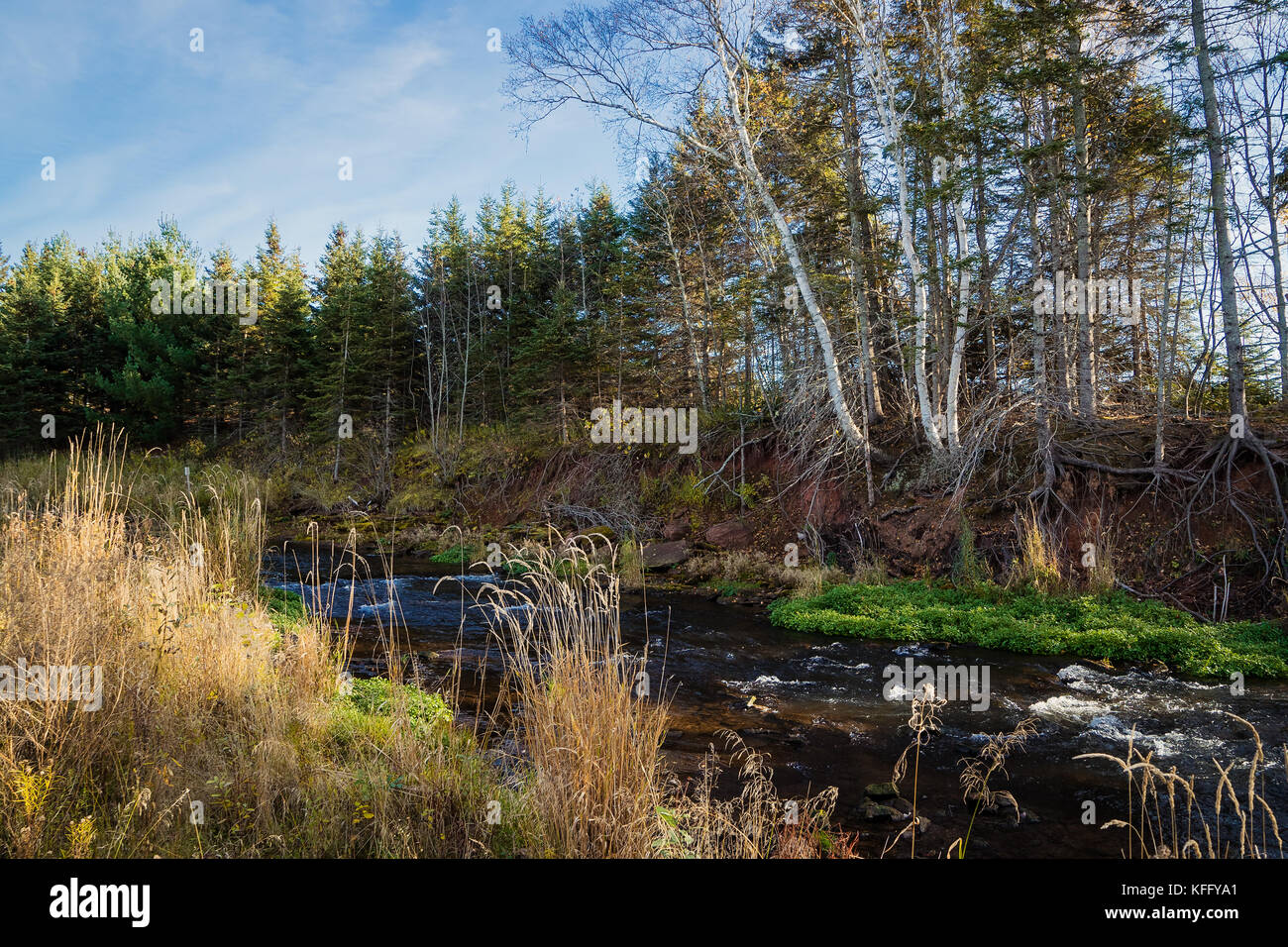 Die Vegetation am Ufer eines kleinen Flusses im Herbst. Stockfoto