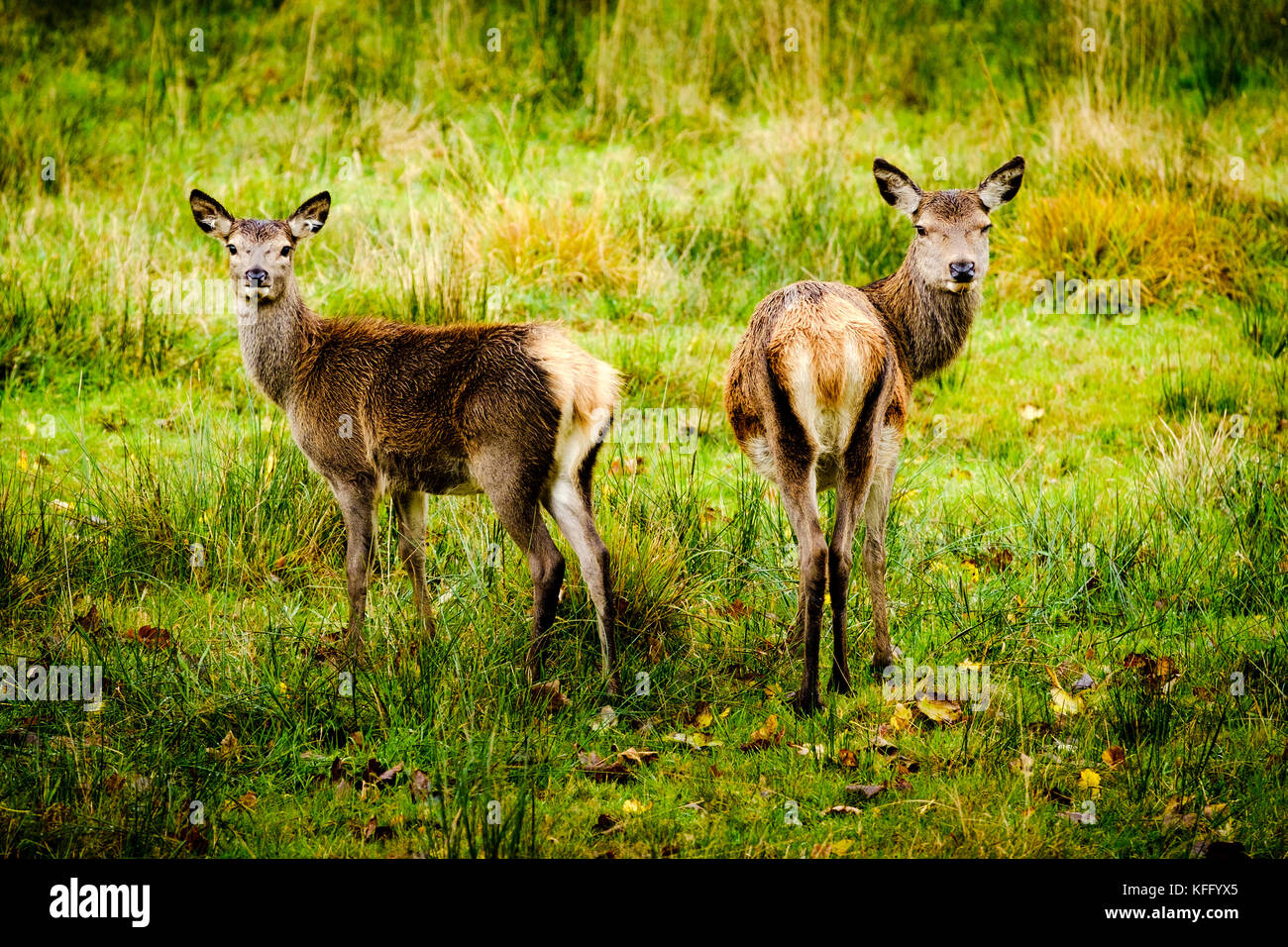Red deer Hinds im Glen etive Highlands von Schottland im Spätherbst. Stockfoto