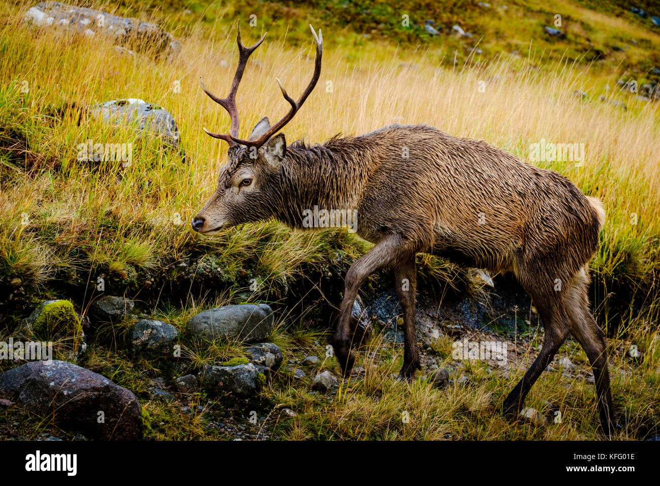 Rotwild im Glen etive Highlands von Schottland im Spätherbst. Stockfoto