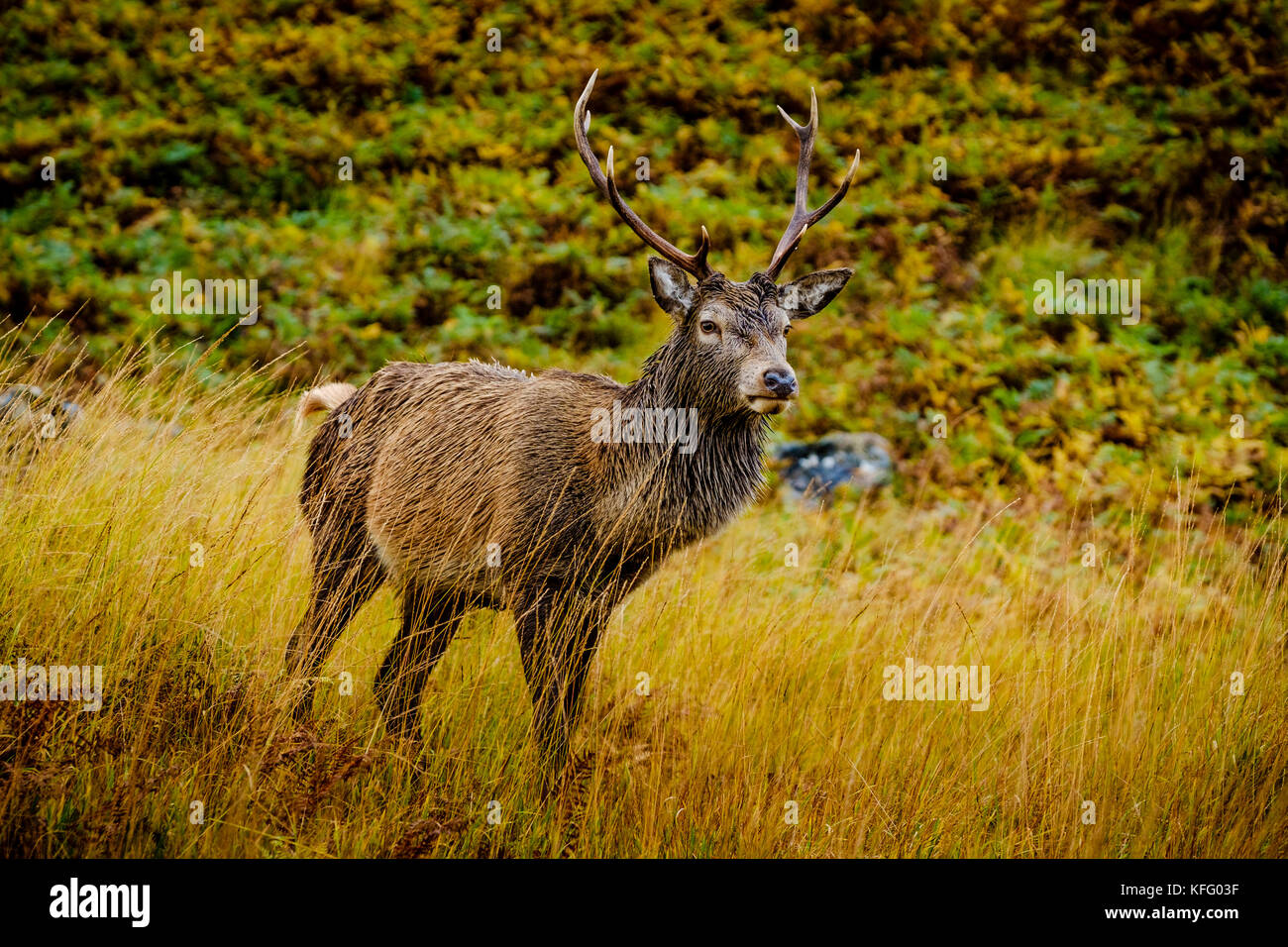 Rotwild im Glen etive Highlands von Schottland im Spätherbst. Stockfoto