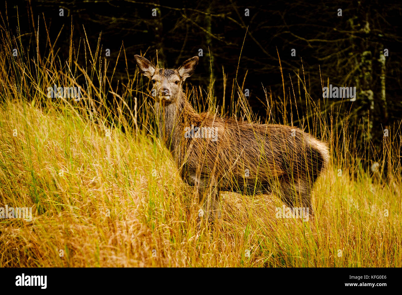 Red deer Hind im Glen etive Highlands von Schottland im Spätherbst. Stockfoto