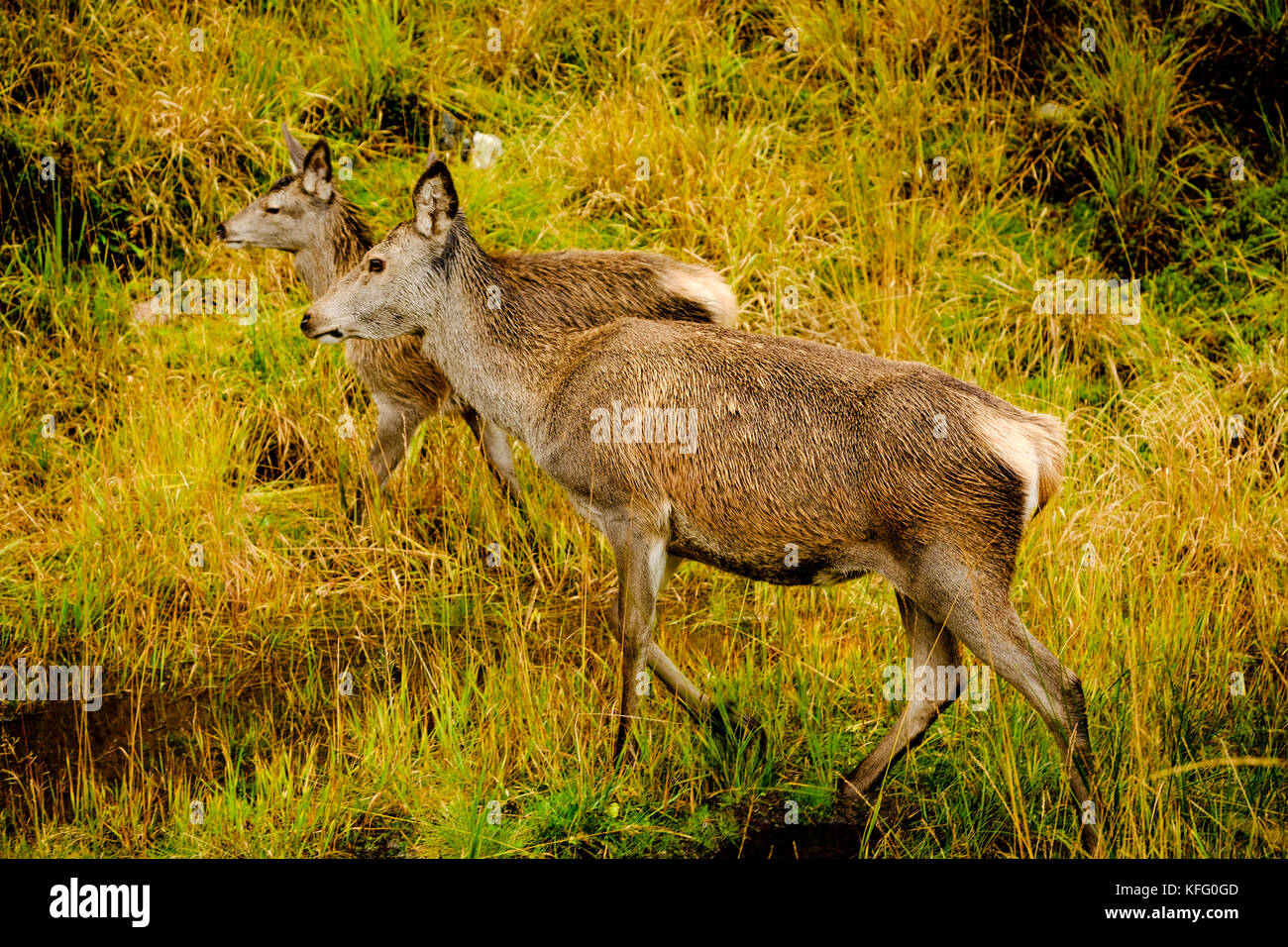 Red deer Hinds im Glen etive Highlands von Schottland im Spätherbst. Stockfoto