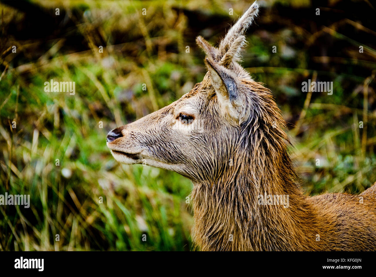 Red deer Hind im Glen etive Highlands von Schottland im Spätherbst. Stockfoto