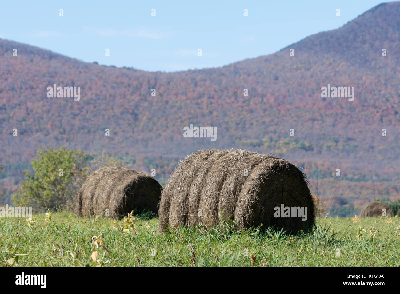 Rollen von Heu in einem Feld in Manchester, Vermont, USA Stockfoto