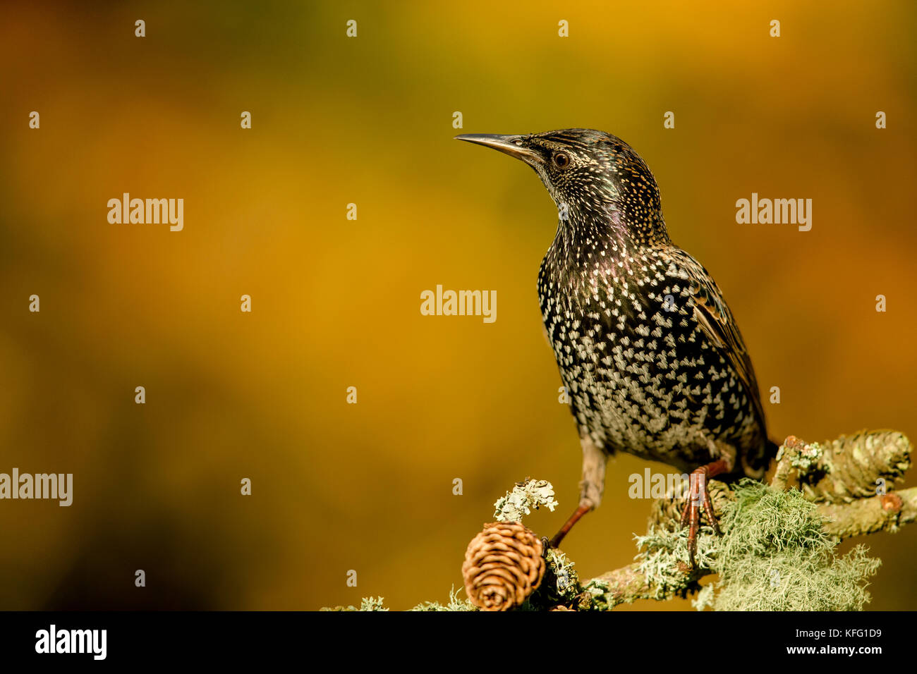 Eurasische Kleiber Stockfoto