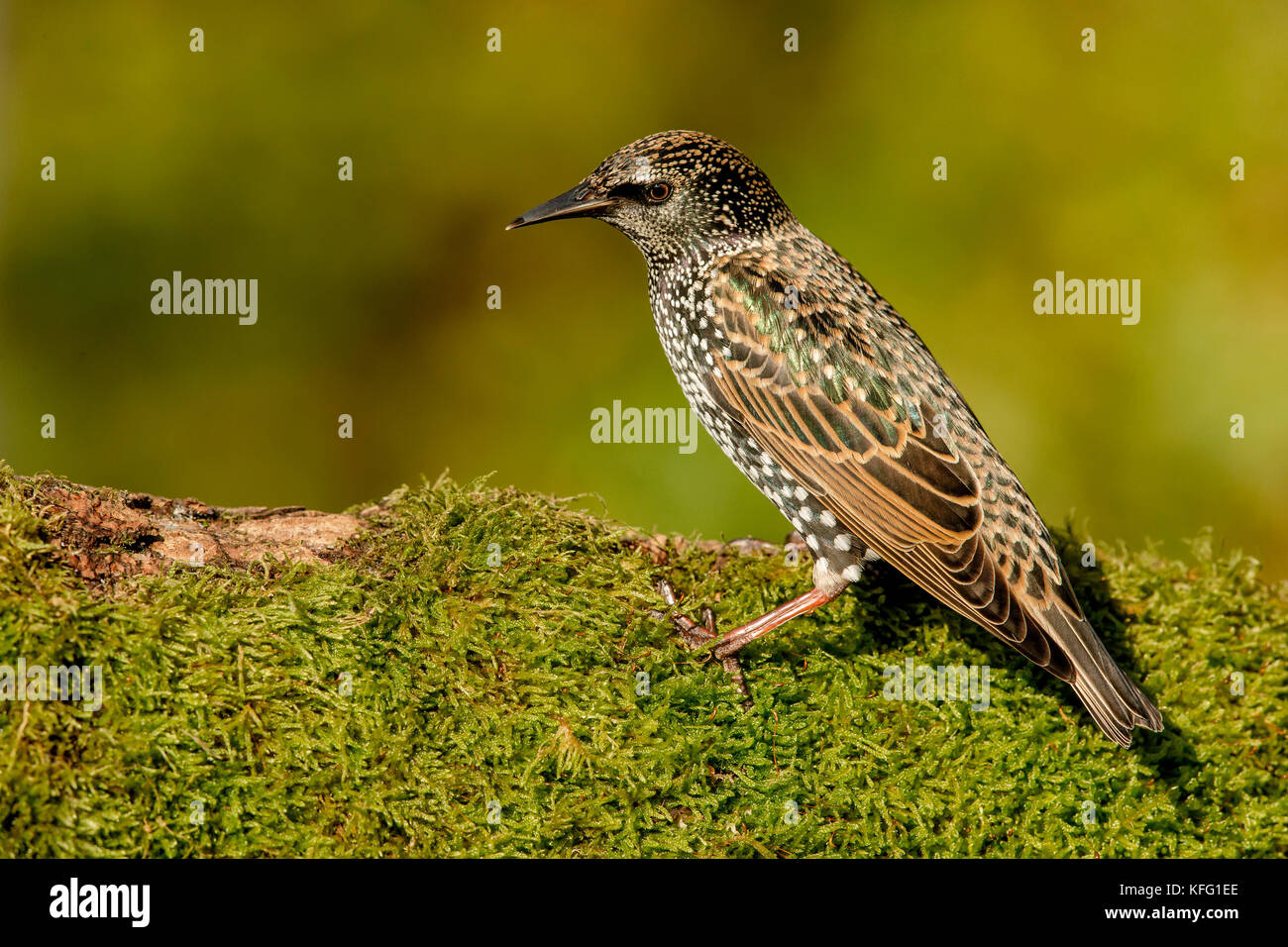 Eurasische Kleiber Stockfoto