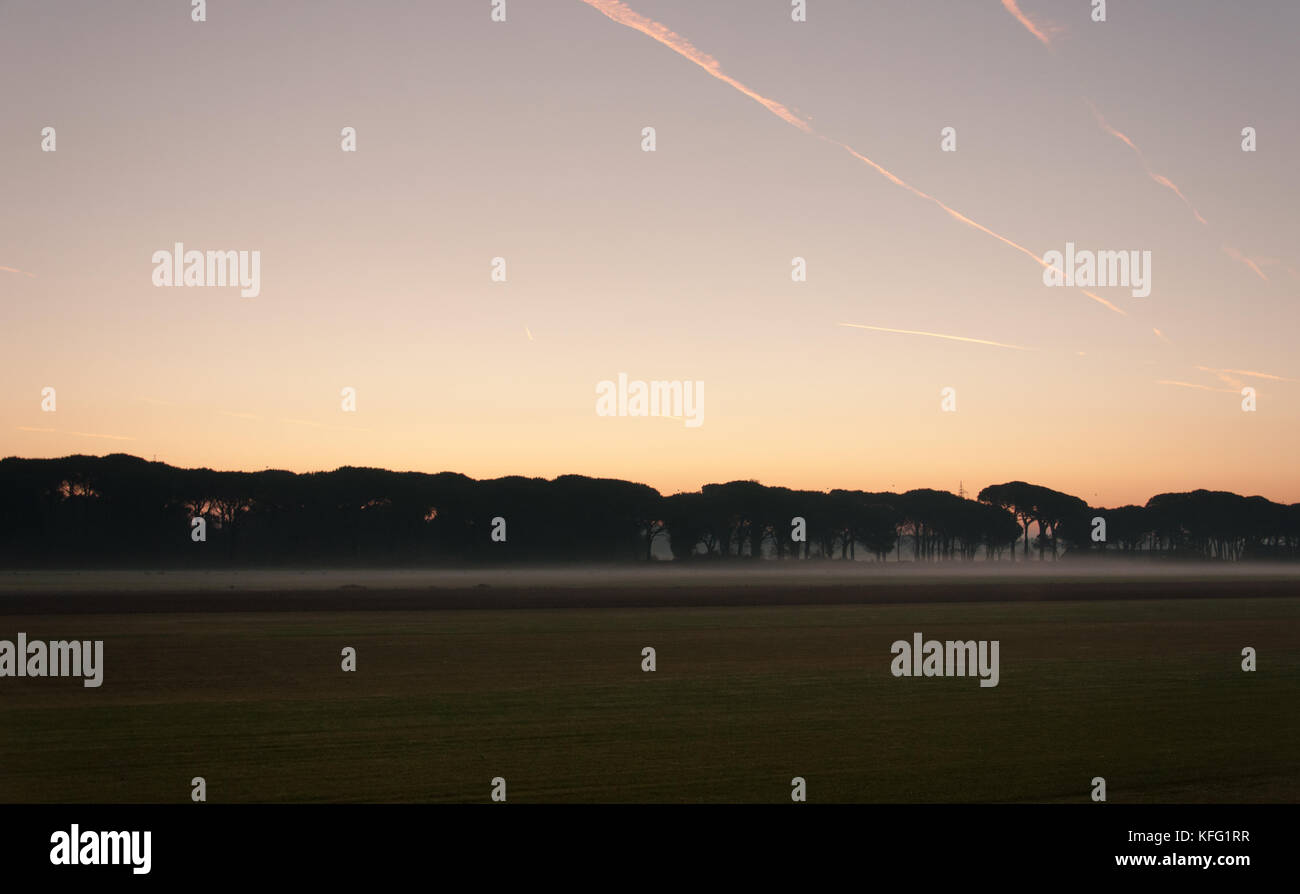 Nebel auf dem Feld Stockfoto