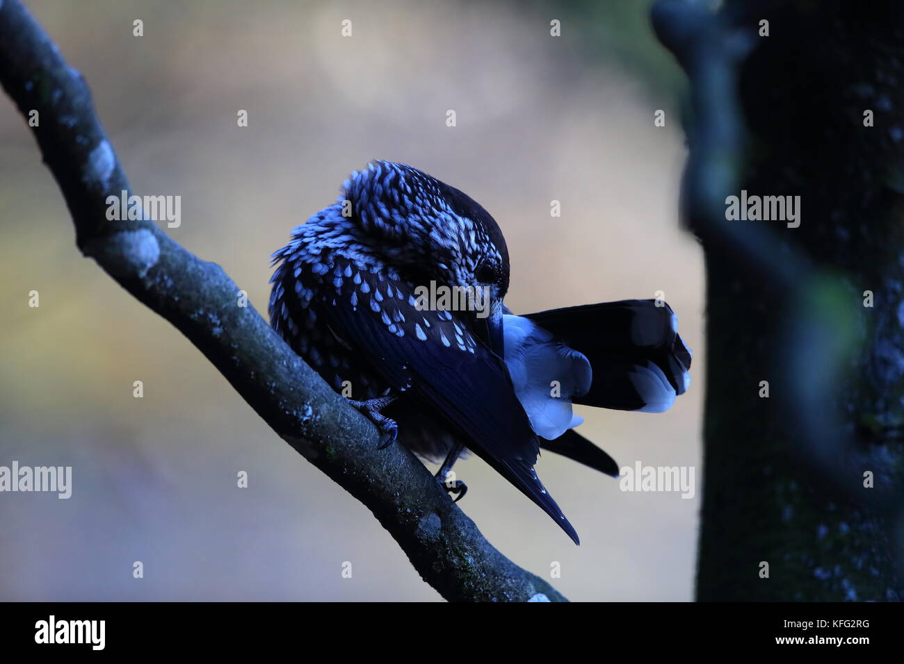 Nussknacker, nußknacker Schwarzwald Deutschland entdeckt Stockfoto