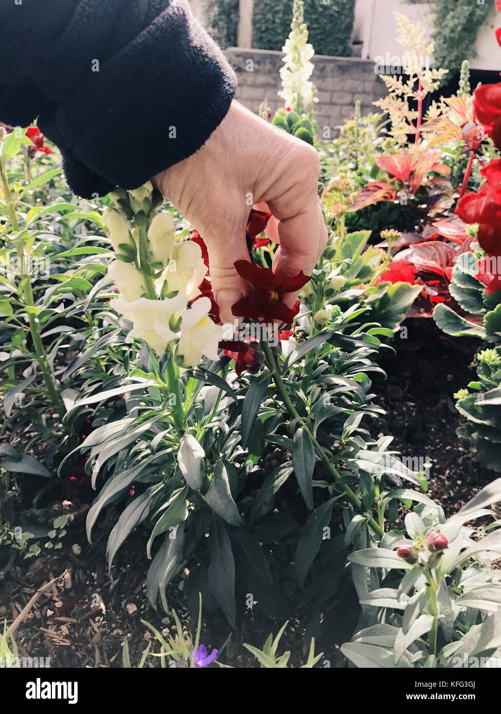 Hand der Frau, die die snapdragon-Blume hält. Stockfoto