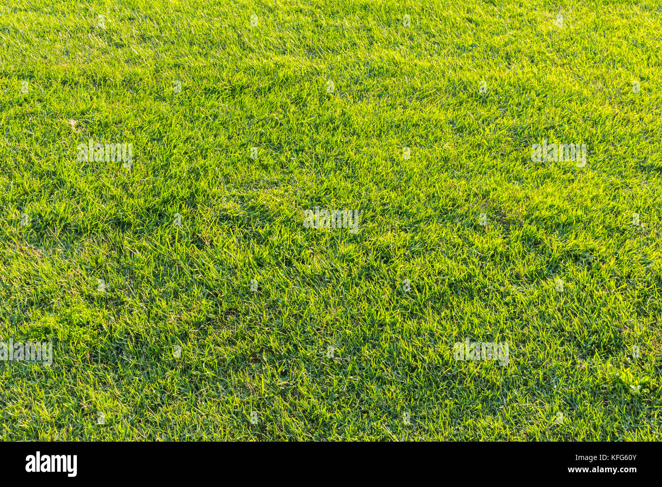 Natürlich grüne Gras Hintergrund. grünes Gras Feld Foto Hintergrund. Feder Banner der frische grüne Gras. Gras Bild für den Hintergrund oder saisonale Karte. Summe Stockfoto