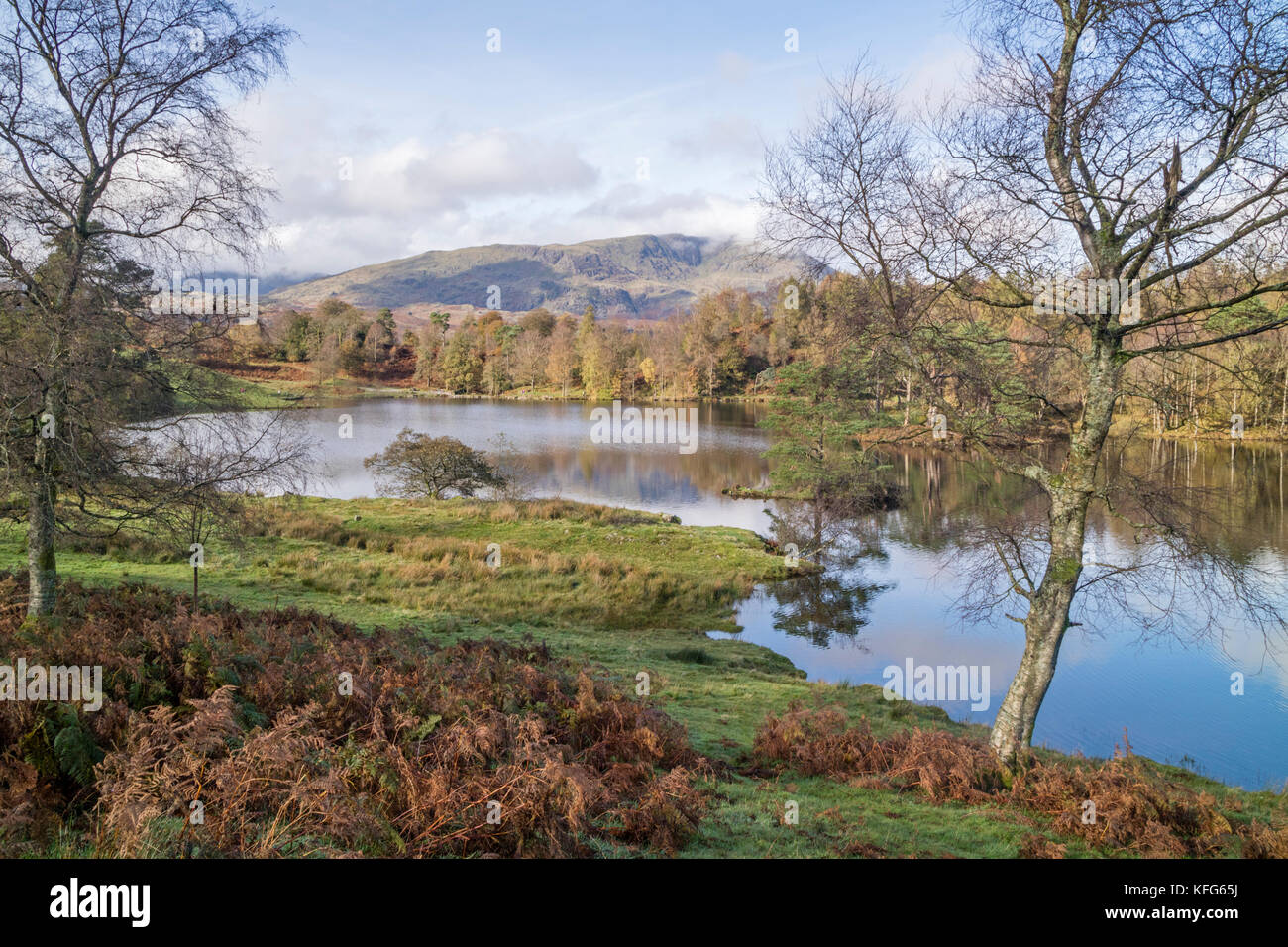 Herbst an der nationalen Vertrauensstellungen Tarn Hows Immobilien, Nationalpark Lake District, Cumbria, England, Großbritannien Stockfoto