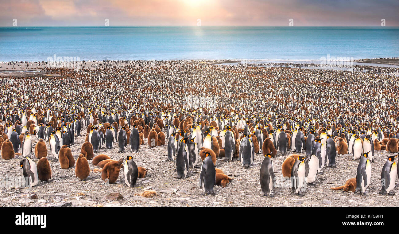 Eine riesige Kolonie von Erwachsenen und Jugendlichen Königs Pinguinen am Strand mit dem Meer und der Sonne im Hintergrund bei st.andreas Bay, South Georgia Island. Stockfoto
