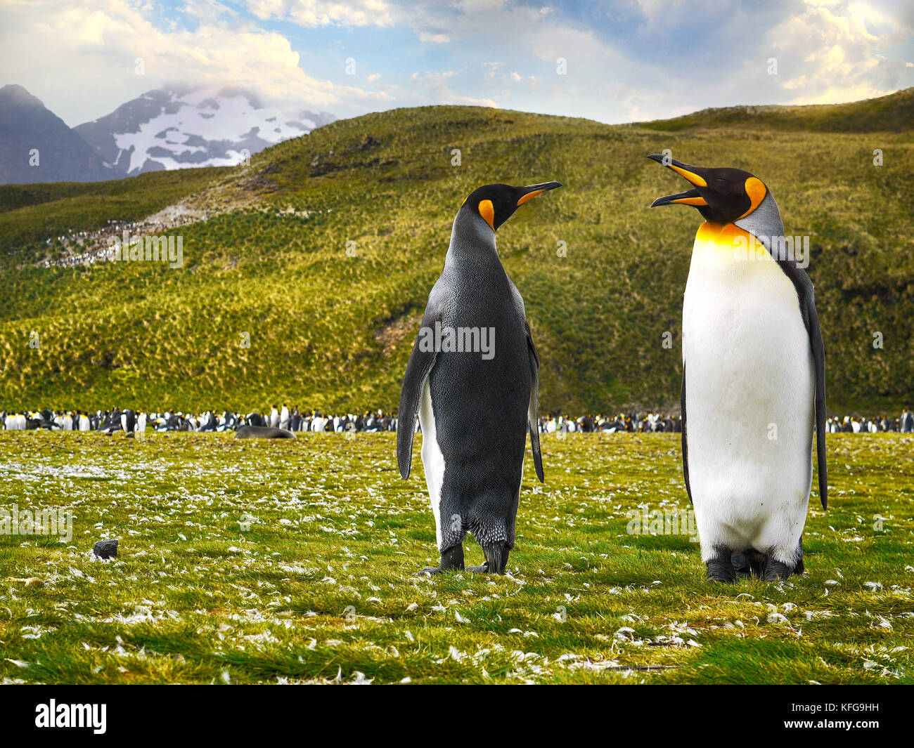 Low Angle View von zwei königspinguine, wie es sich auf dem grasbewachsenen Salisbury Plain sind auf South Georgia Island. Stockfoto