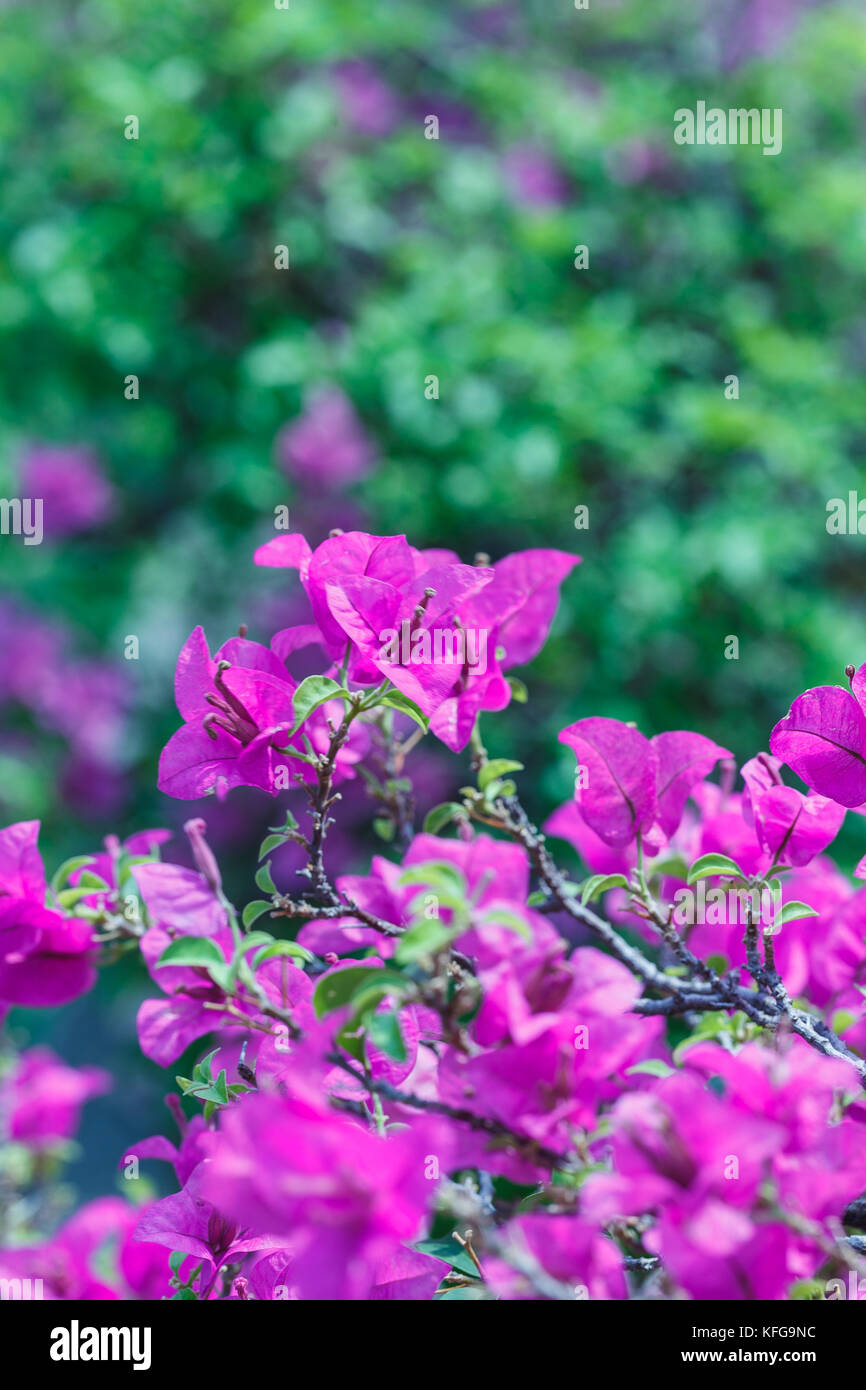 Rosa Blumen in sanften Stil für Hintergrund Stockfoto