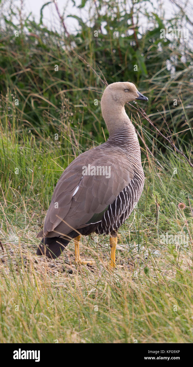 Weiß Braun und Schwarz Gestreifte männlichen Upland goose von Patagonien in kurzen, grünen Gras und lila Laub an reserval Laguna Nimez El Calafate Stockfoto