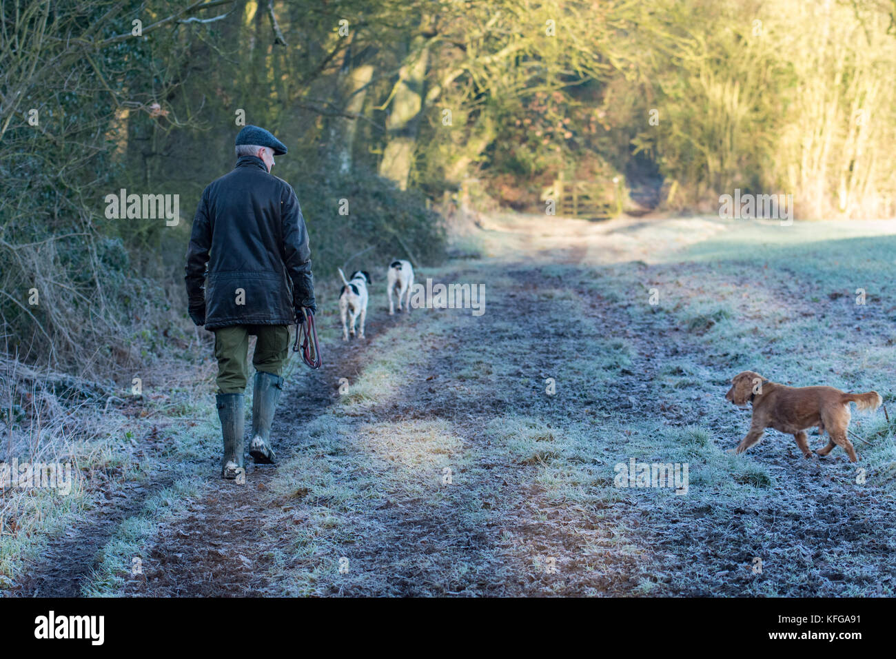 Der Mensch seine Hunde an einem frostigen Morgen über cotswold Felder Stockfoto