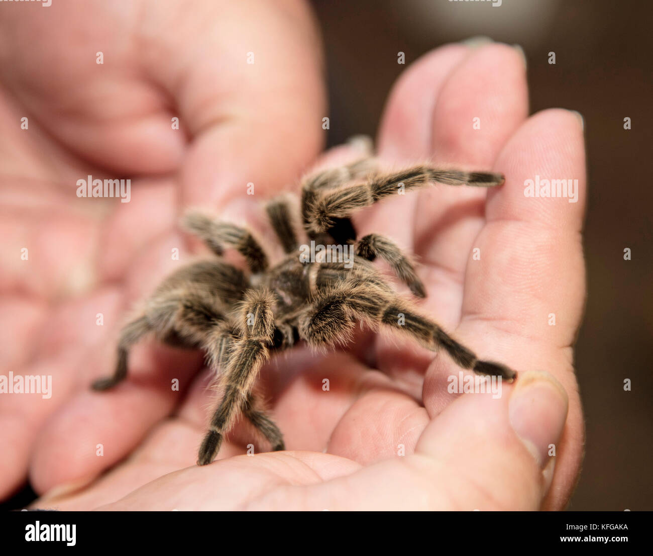 Tarantula Spinne auf die Hand eines Mannes Stockfoto