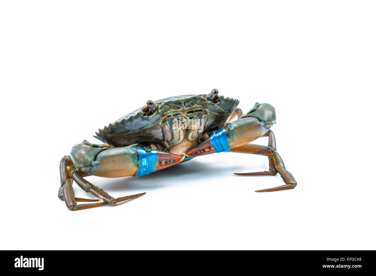 Scylla serrata. frische Krabben sind gebunden Krallen mit Kunststoff blau Seile auf weißem Hintergrund. Die Rohstoffe für die Meeresfrüchte Restaurants Konzept. Stockfoto