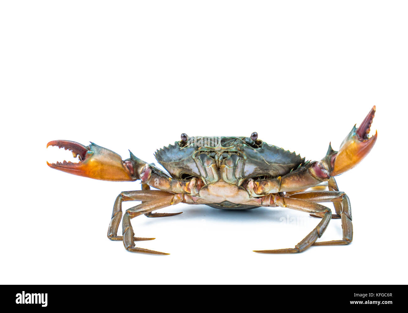 Scylla serrata. mud Crab auf weißem Hintergrund mit Kopie Raum isoliert. Rohstoffe für Meeresfrüchte Restaurants Konzept. Stockfoto