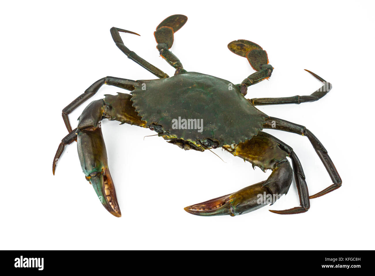 Scylla serrata. mud Crab auf weißem Hintergrund mit Kopie Raum isoliert. Rohstoffe für Meeresfrüchte Restaurants Konzept. Stockfoto