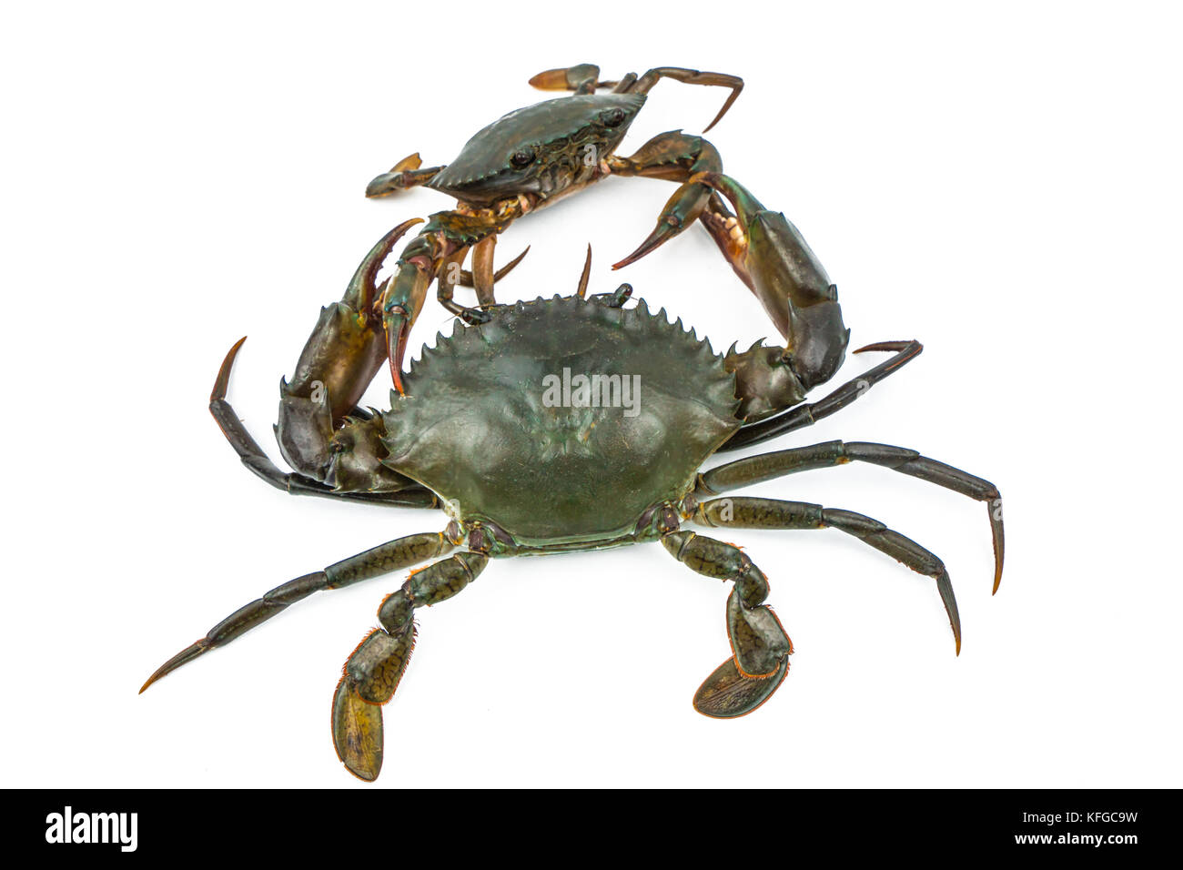 Scylla serrata. Große Krabbe mit der Kralle kleine Krabbe auf weißem Hintergrund zu kämpfen. Rohstoffe für Meeresfrüchte Restaurants Konzept. Stockfoto