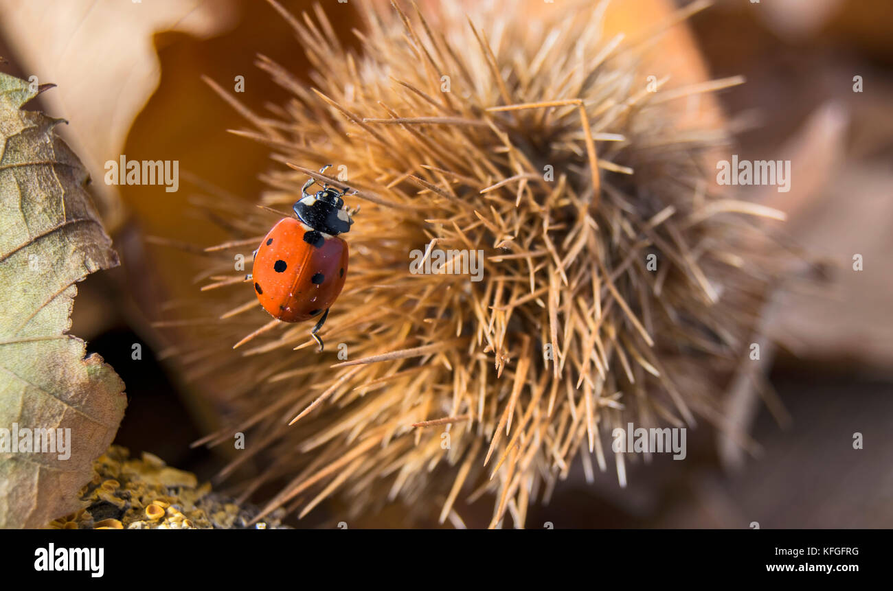 Ein Marienkäfer, die versuchen, eine Kastanie Igel zu klettern, umgeben von trockener Herbstliche Blätter Stockfoto