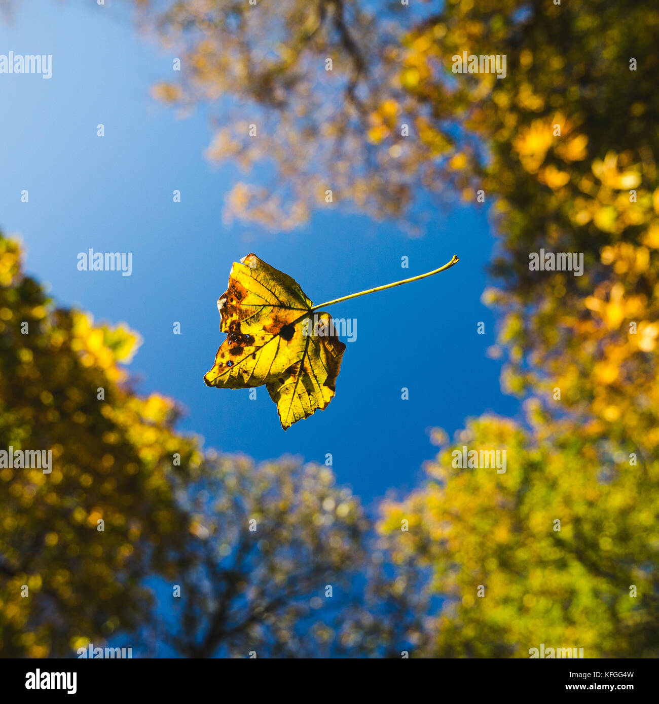 Ein Blatt fällt durch die Luft unter einer überdachung der Bäume im Herbst. Stockfoto