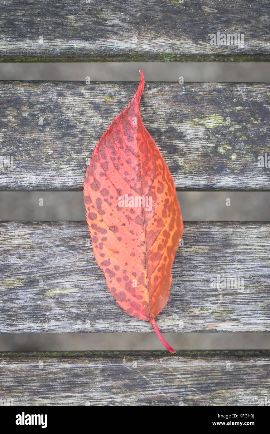 Rotes und oranges Herbstblatt auf einer Parkbank im Dock Park, Dumfries, Schottland. Stockfoto