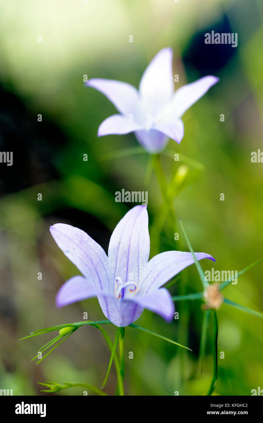 Glockenblume (Campanula Rotundifolia) Stockfoto