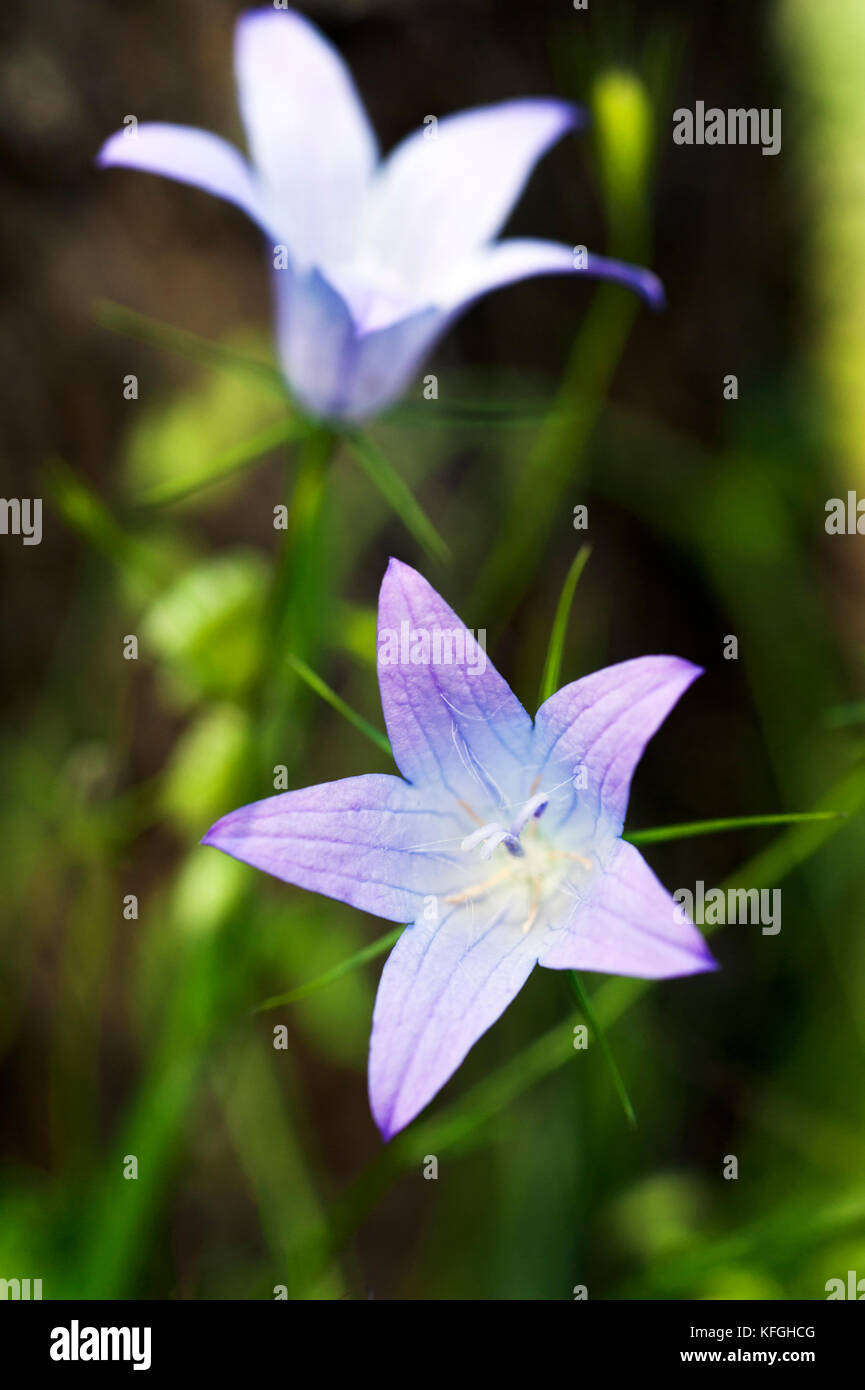 Glockenblume (Campanula Rotundifolia) Stockfoto