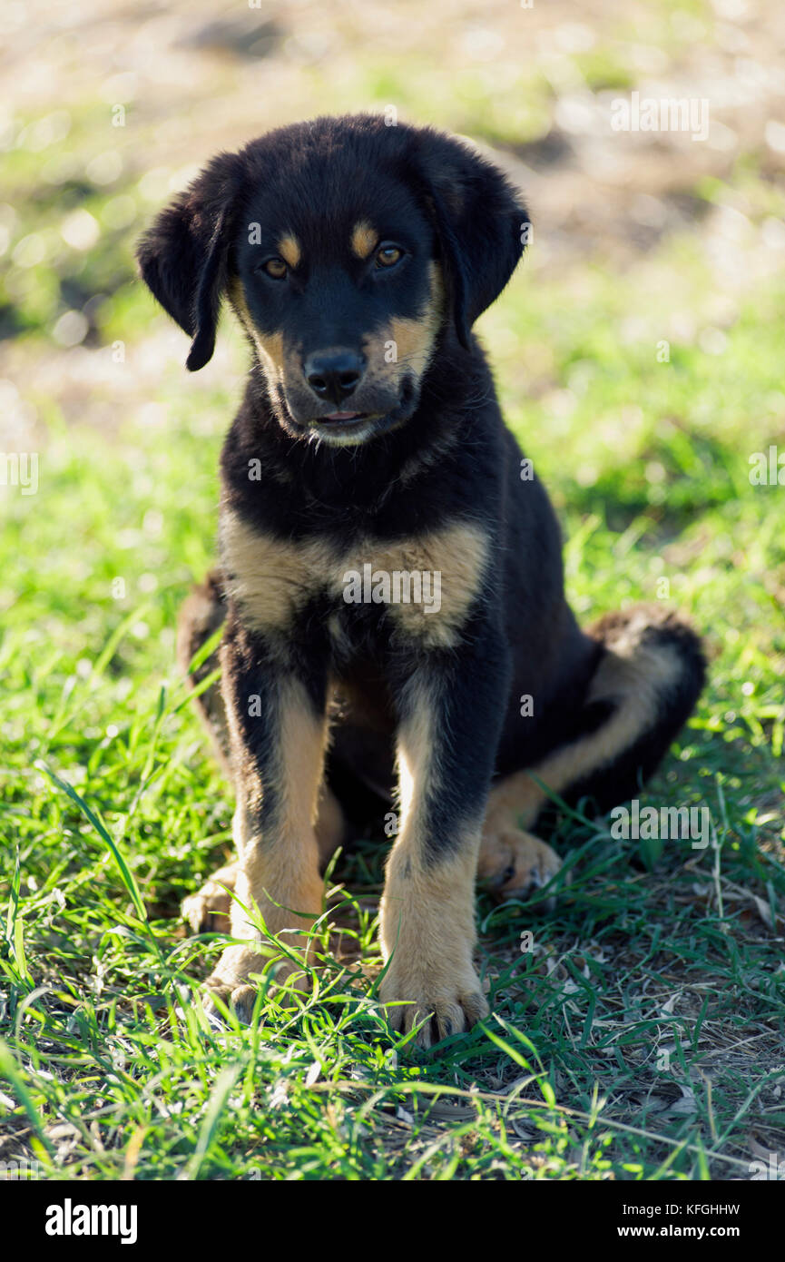 Rottweiler Welpen Sitzen im Freien und Blick auf Kamera Stockfoto