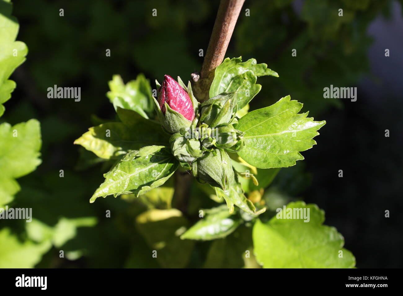 Hibiskus malve Fotos und Bildmaterial in hoher Auflösung Alamy