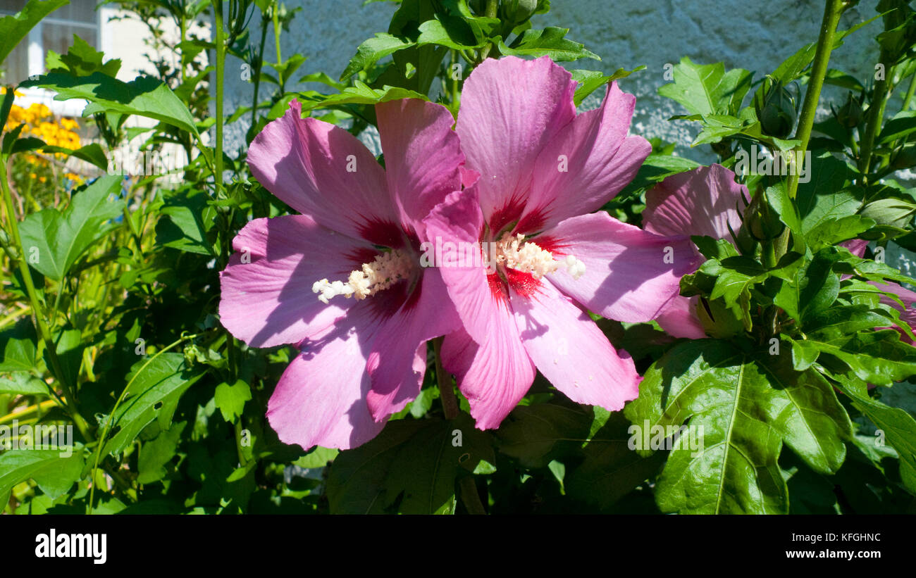 Hibiskus malve Fotos und Bildmaterial in hoher Auflösung Alamy