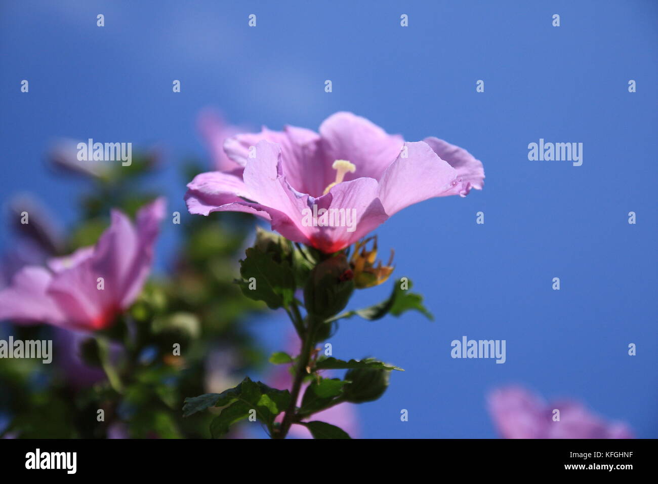 Hibiskus Blüte in Rosa, rosa Stockfoto