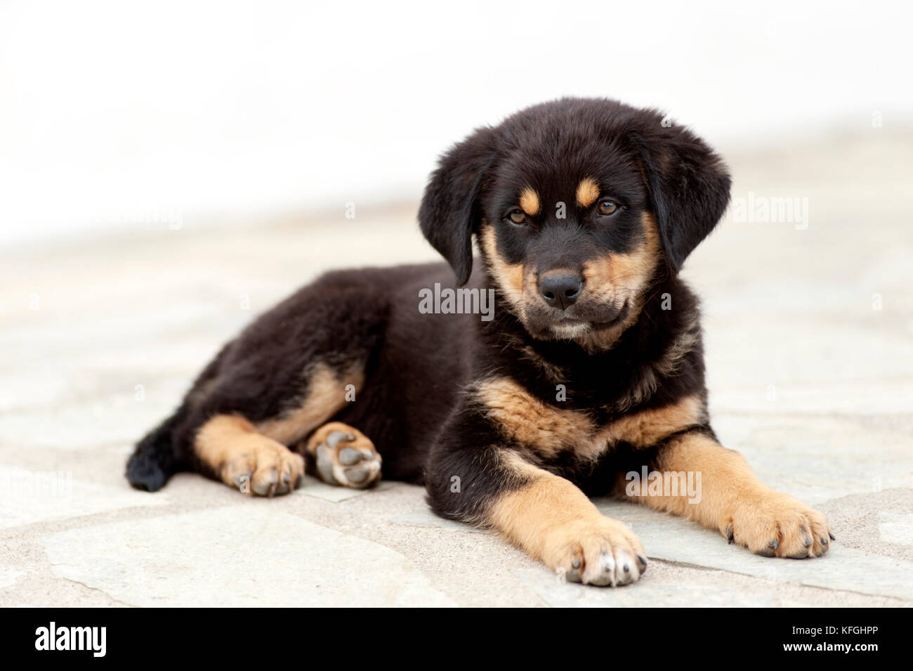 Nahaufnahme eines Rottweiler Welpen liegen im Freien Stockfoto