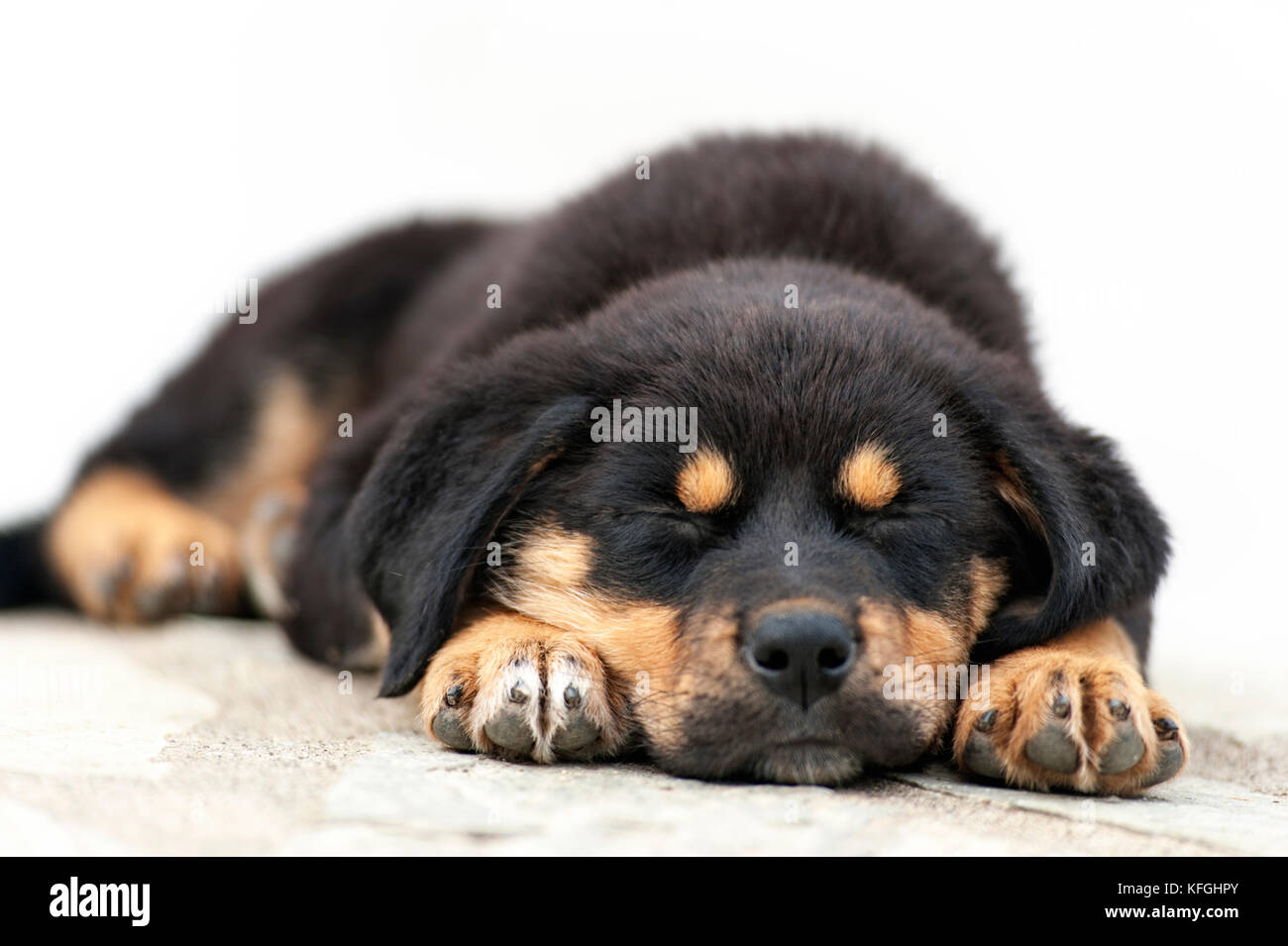Vorderansicht eines schlafenden Rottweiler Welpen im Freien Stockfoto