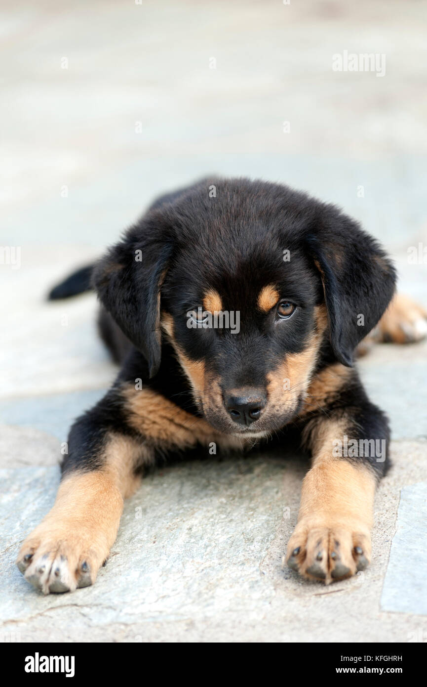 Vorderansicht eines Rottweiler Welpen liegen im Freien und Blick auf Kamera Stockfoto