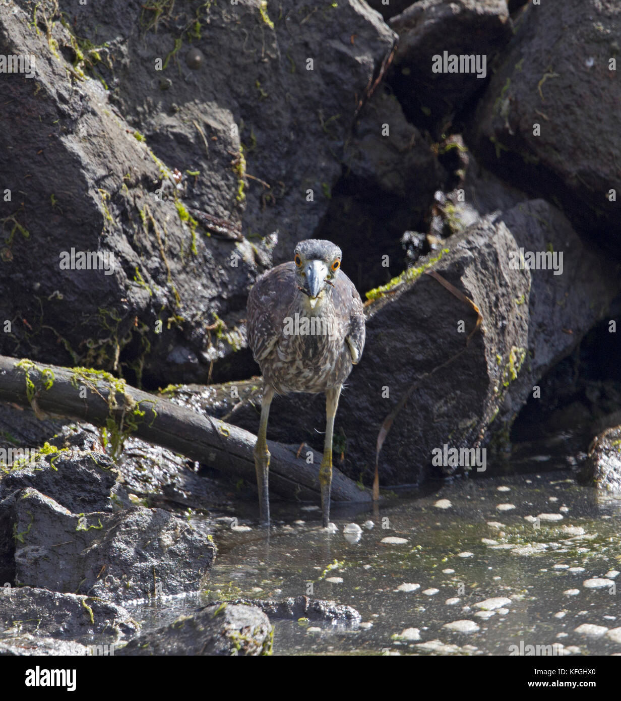 Gelbe gekrönte Nachtreiher Stockfoto