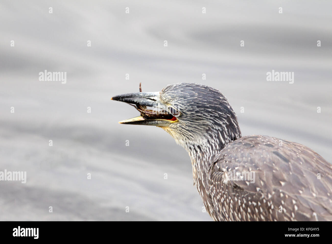 Gelbe gekrönte Nachtreiher Stockfoto