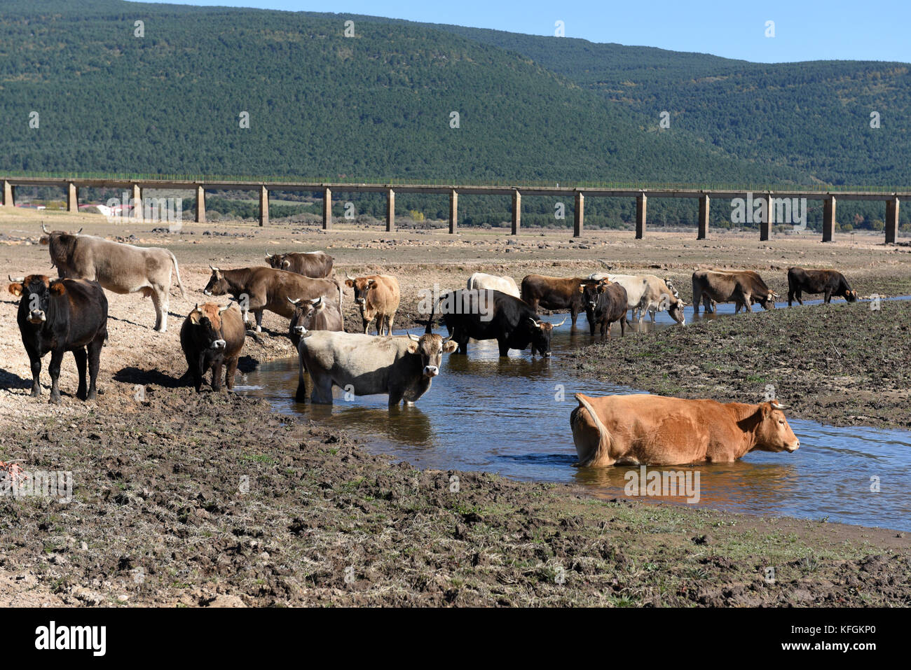 Vinuesa, Spanien. 28 Okt, 2017. eine Herde Kühe auf dem Bild cuerda del Pozo Reservoir, in der Nähe des Dorfes Vinuesa, nördlich von Spanien. Credit: Jorge Sanz/Pacific Press/alamy leben Nachrichten Stockfoto