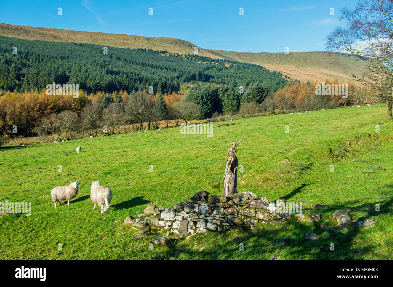 Der Upper Taff Fechan im Brecon Beacons National Park, Südwales Stockfoto