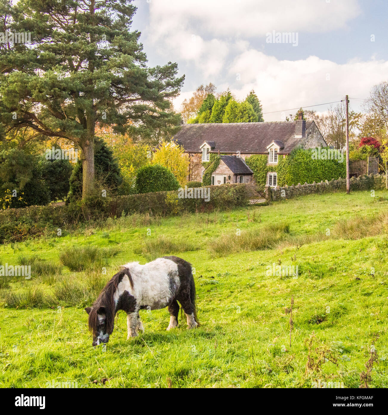 Pony Beweidung in Biddulph, Staffordshire, England Stockfoto