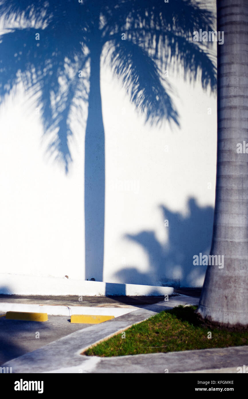 Palmen Schatten über weiße Wand symbolisiert den Kampf zwischen den Fortschritt der Menschheit und Natur projiziert Stockfoto