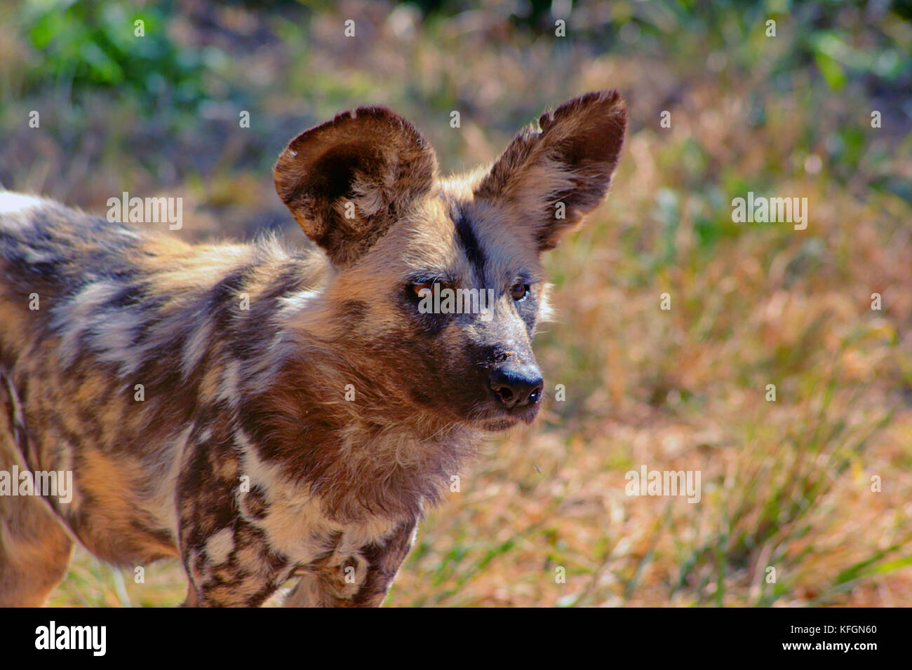 Afrikanischer Wildhund (Lycaon pictus) mit Ohren stach im Busch der Limpopo Provinz, Südafrika Stockfoto