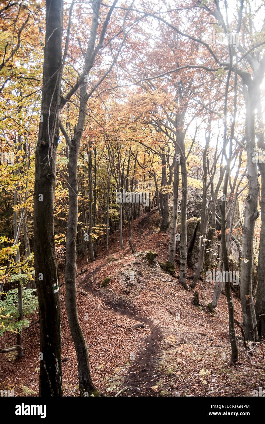 Herbst Bergwald mit bunten Bäumen, Wanderweg, kleine Steine und Laub in der Nähe von kecka Hügel in sulovske vrchy in der Slowakei Stockfoto