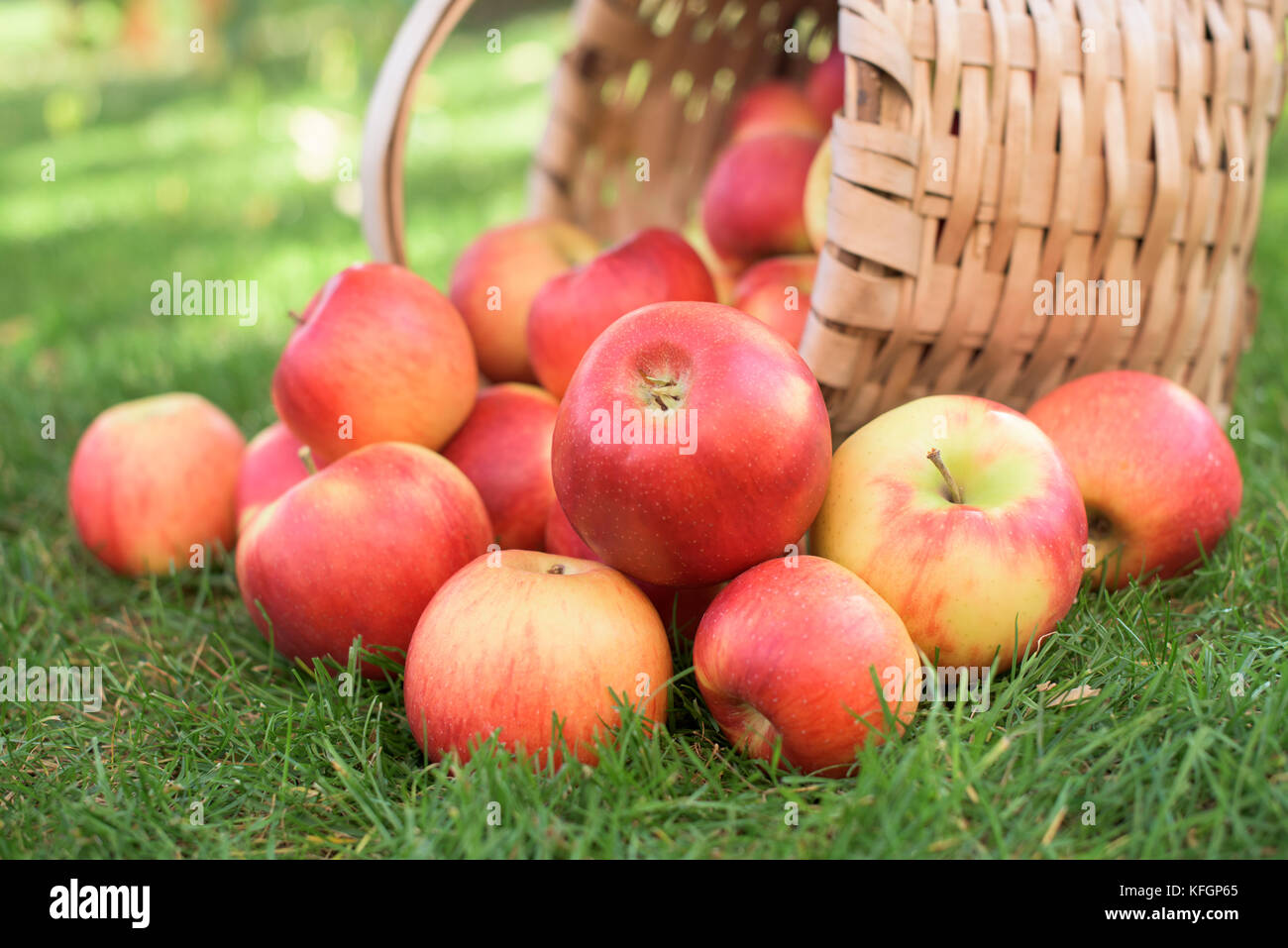 Rote Äpfel und ein Teil der alten hölzernen Warenkorb Stockfoto