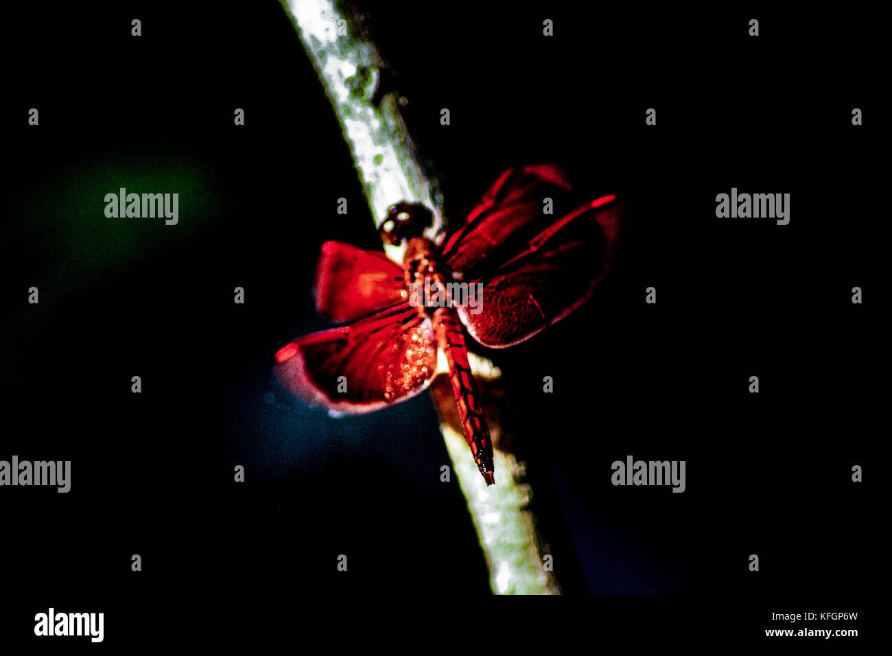 Rote Libellen Stockfoto