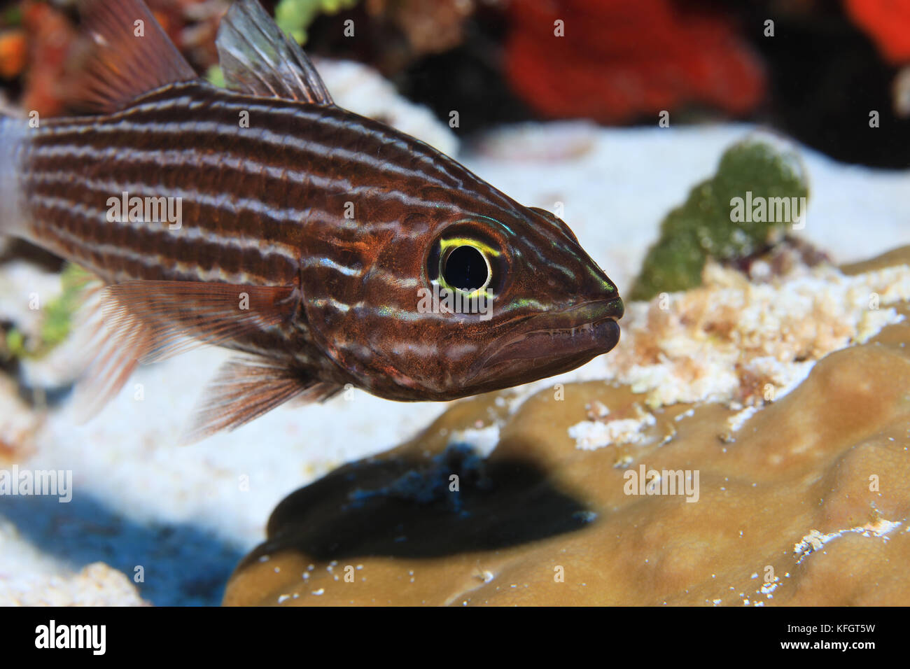 Große Zahnriemen cardinalfish (cheilodipterus macrodon) unter Wasser in das tropische Korallenriff der Malediven Stockfoto