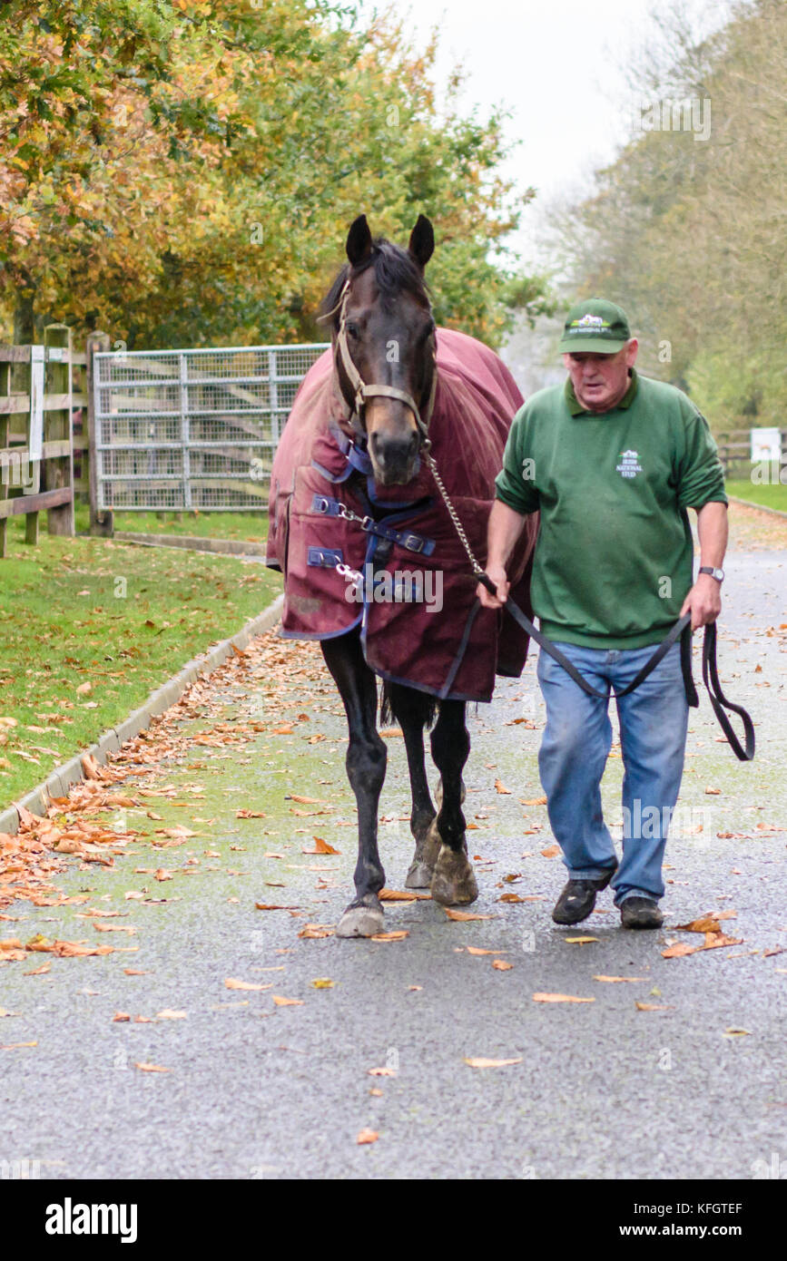 Die Irish National Stud produktivsten Hengst-unbesiegbaren Geist. Stockfoto