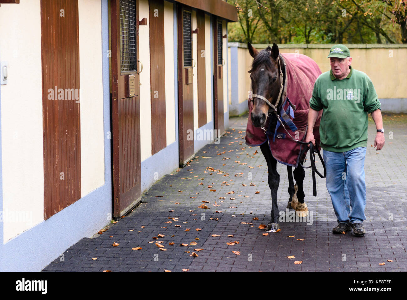 Die Irish National Stud produktivsten Hengst-unbesiegbaren Geist. Stockfoto